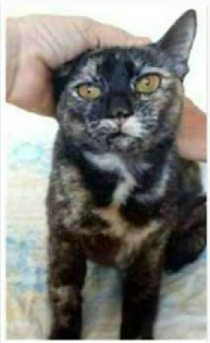 Gato ra a srd escaminha  idade 1 ano nome LUÍSA