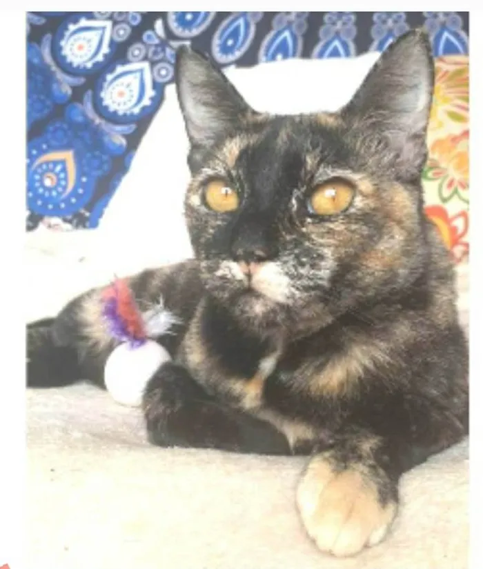 Gato ra a srd escaminha  idade 1 ano nome LUÍSA