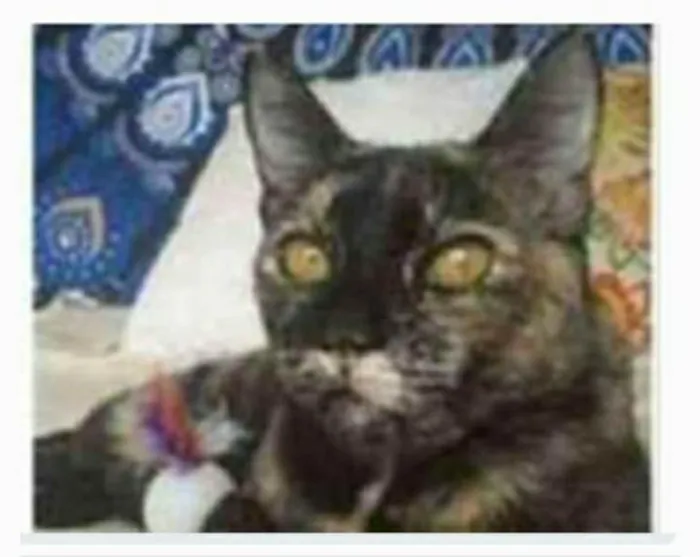 Gato ra a srd escaminha  idade 1 ano nome LUÍSA