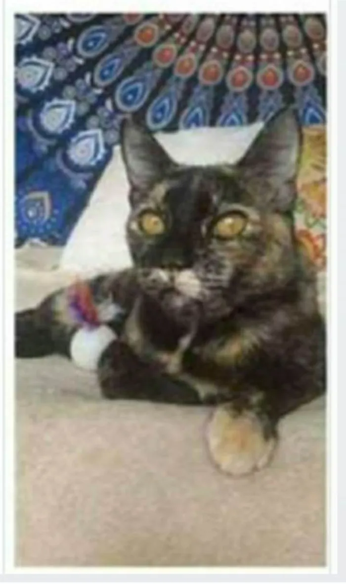 Gato ra a srd escaminha  idade 1 ano nome LUÍSA
