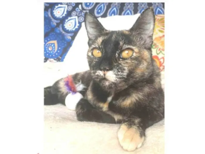Gato ra a srd escaminha  idade 1 ano nome LUÍSA