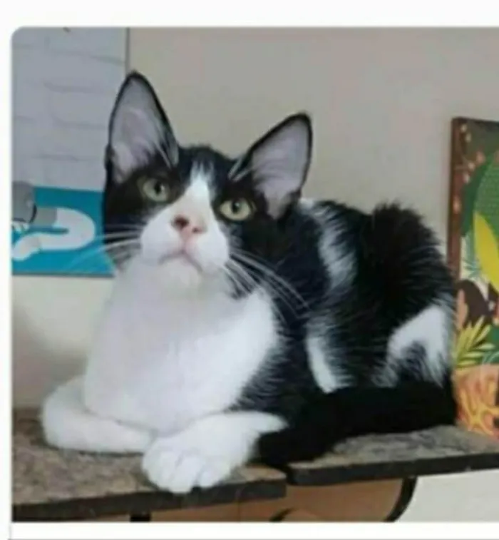 Gato ra a srd frajolinha idade 2 a 6 meses nome OTTO