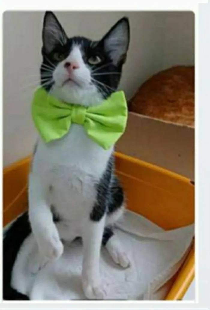 Gato ra a srd frajolinha idade 2 a 6 meses nome OTTO