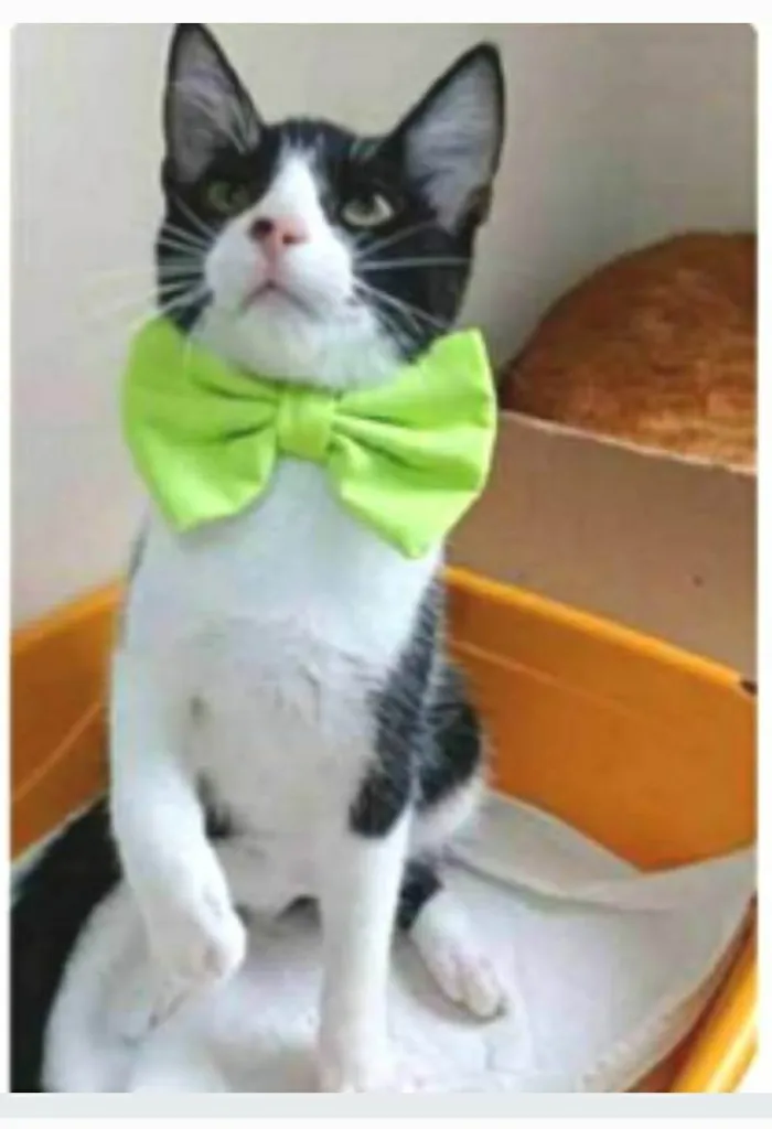 Gato ra a srd frajolinha idade 2 a 6 meses nome OTTO