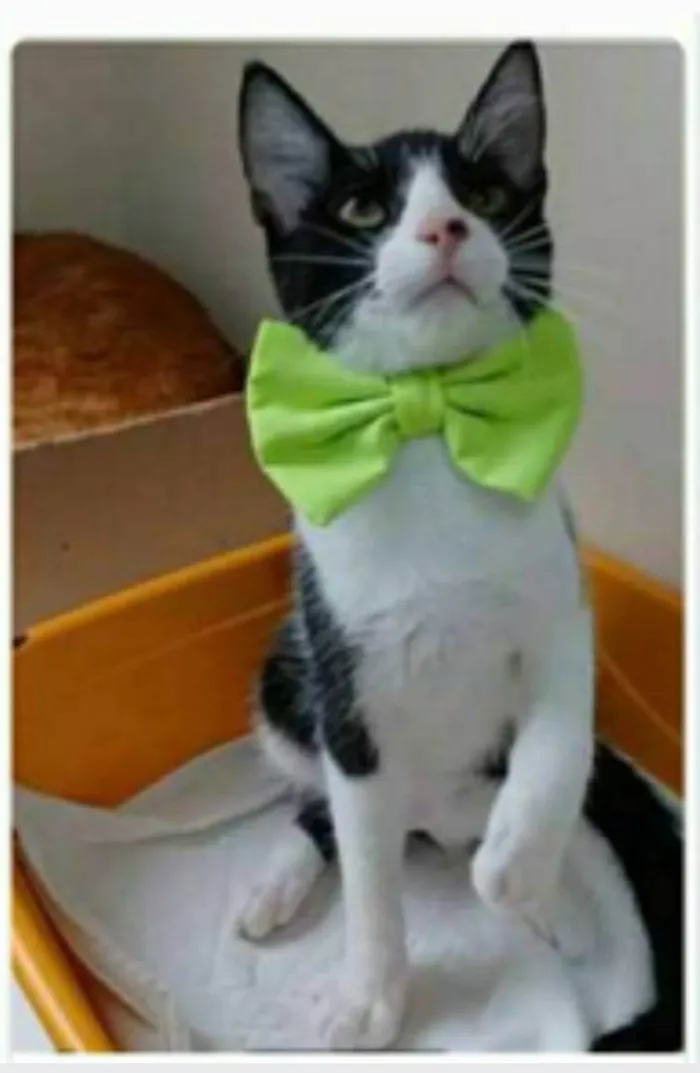 Gato ra a srd frajolinha idade 2 a 6 meses nome OTTO