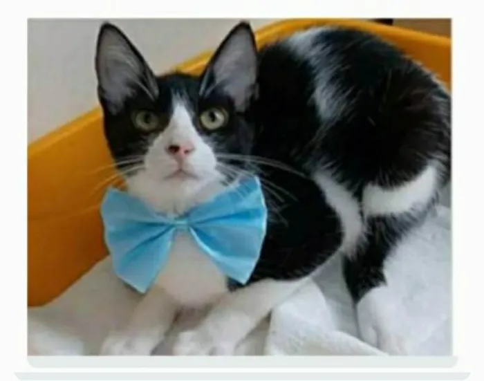 Gato ra a srd frajolinha idade 2 a 6 meses nome OTTO