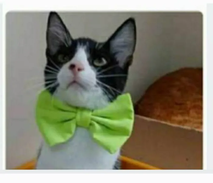 Gato ra a srd frajolinha idade 2 a 6 meses nome OTTO
