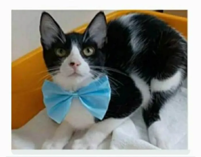 Gato ra a srd frajolinha idade 2 a 6 meses nome OTTO
