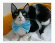 OTTO