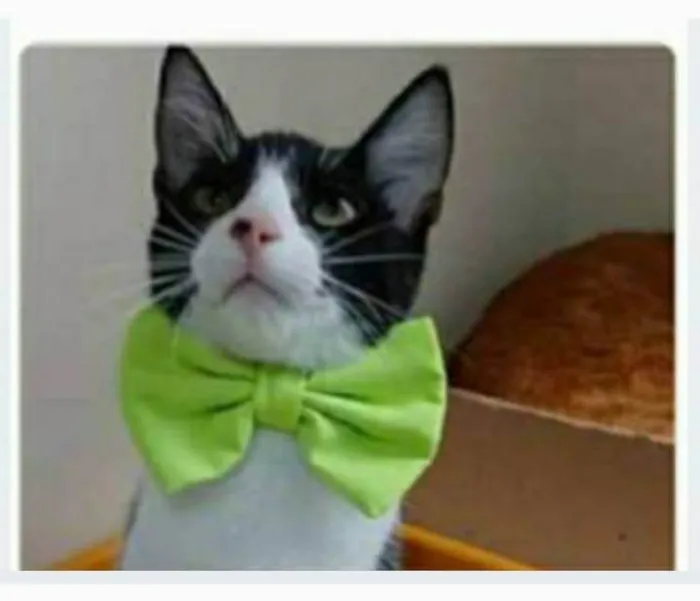 Gato ra a srd frajolinha idade 2 a 6 meses nome OTTO