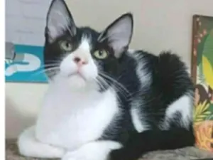 Gato raça srd frajolinha idade 2 a 6 meses nome OTTO