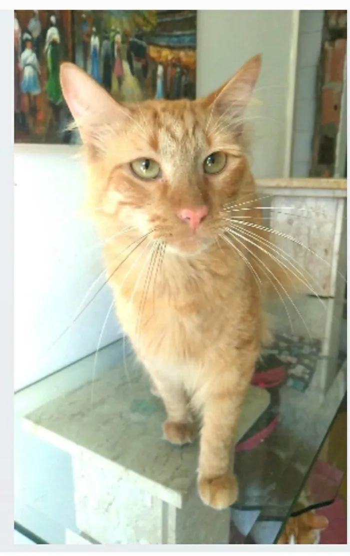 Gato ra a srd tigradinho idade 1 ano nome BEN