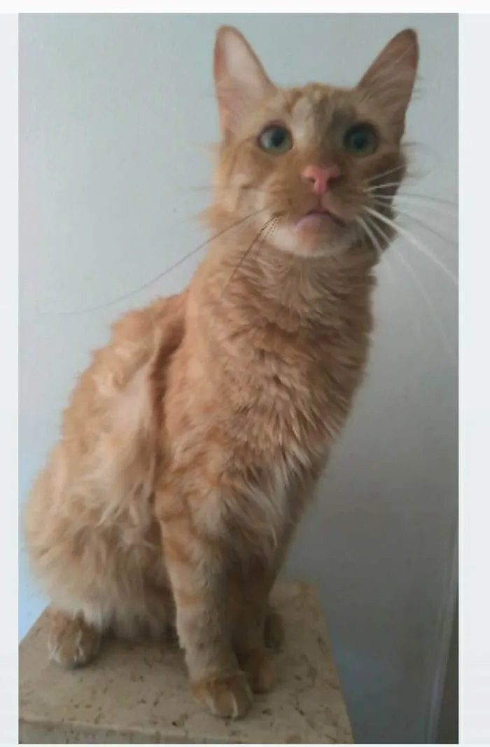 Gato ra a srd tigradinho idade 1 ano nome BEN