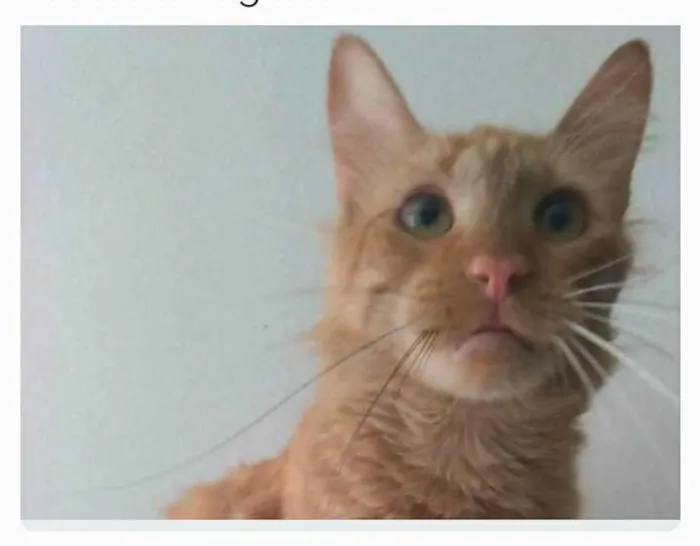 Gato ra a srd tigradinho idade 1 ano nome BEN