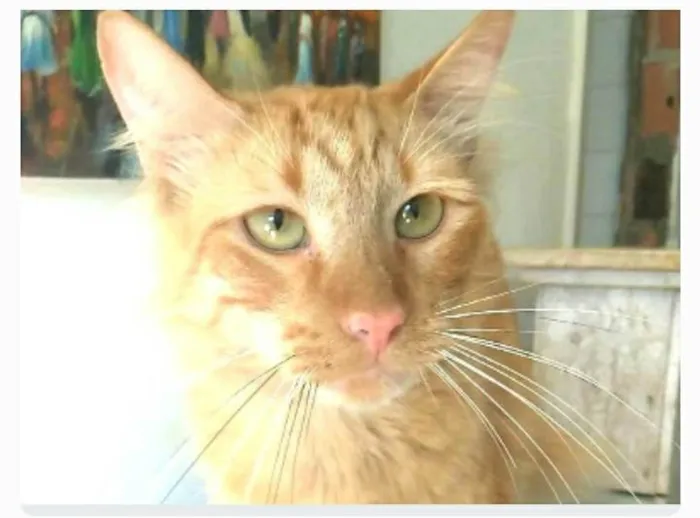 Gato ra a srd tigradinho idade 1 ano nome BEN