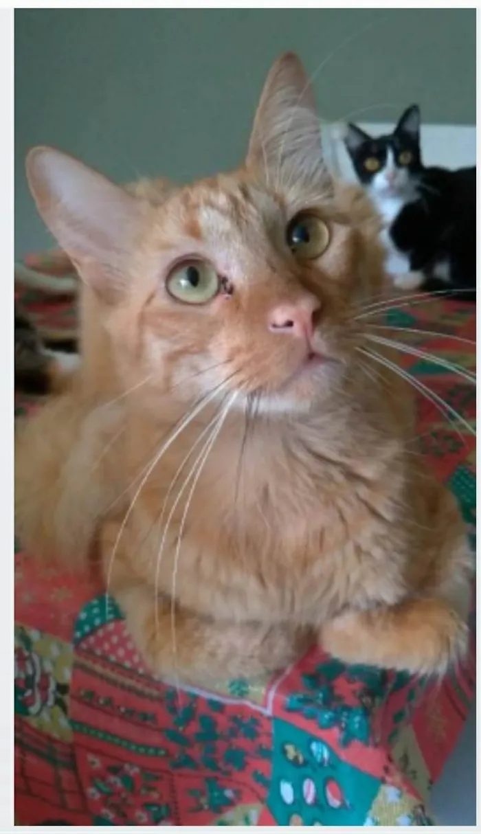 Gato ra a srd tigradinho idade 1 ano nome BEN