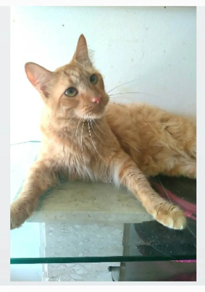 Gato ra a srd tigradinho idade 1 ano nome BEN