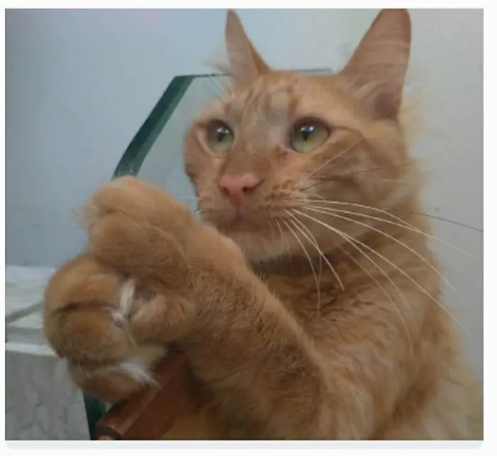Gato ra a srd tigradinho idade 1 ano nome BEN