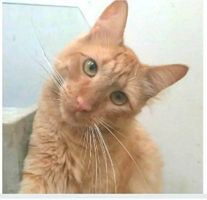 Gato ra a srd tigradinho idade 1 ano nome BEN