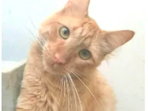 Gato raça srd tigradinho idade 1 ano nome BEN