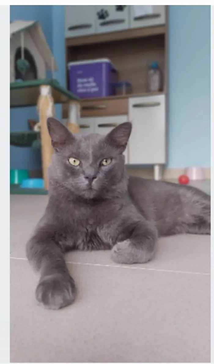 Gato ra a srd blue idade 1 ano nome TITO