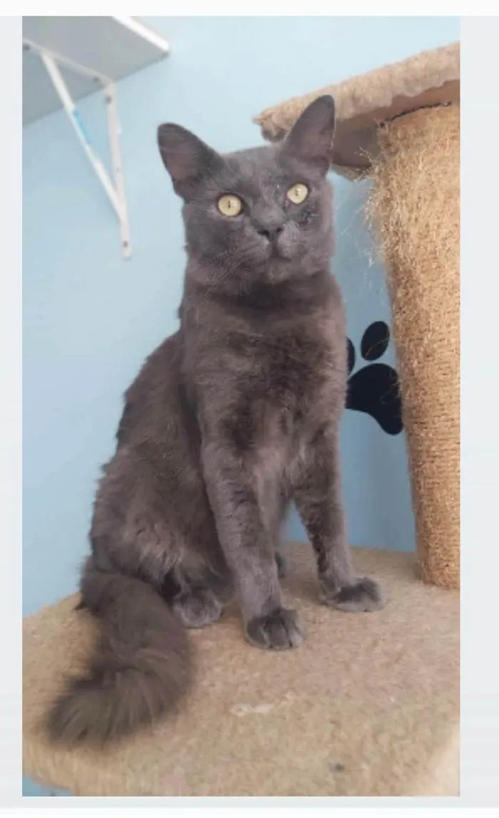 Gato ra a srd blue idade 1 ano nome TITO