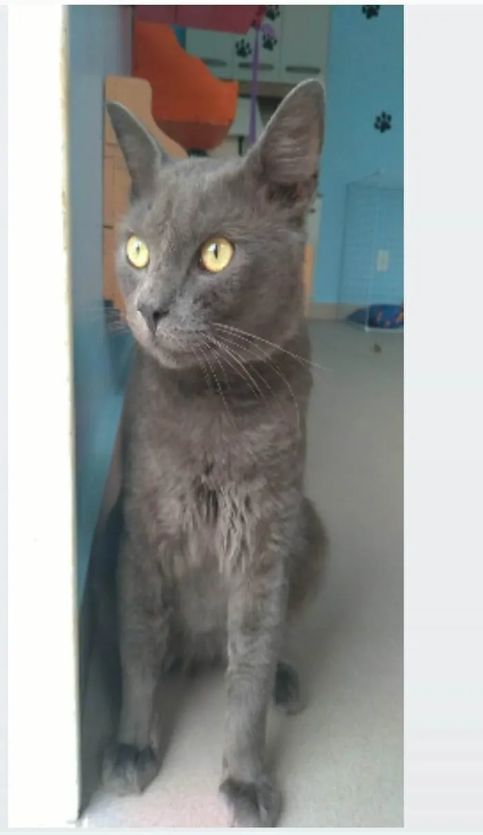 Gato ra a srd blue idade 1 ano nome TITO