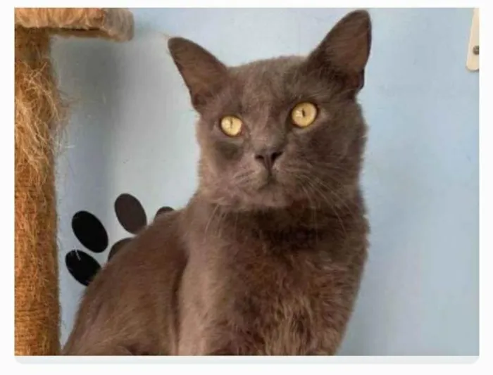 Gato ra a srd blue idade 1 ano nome TITO