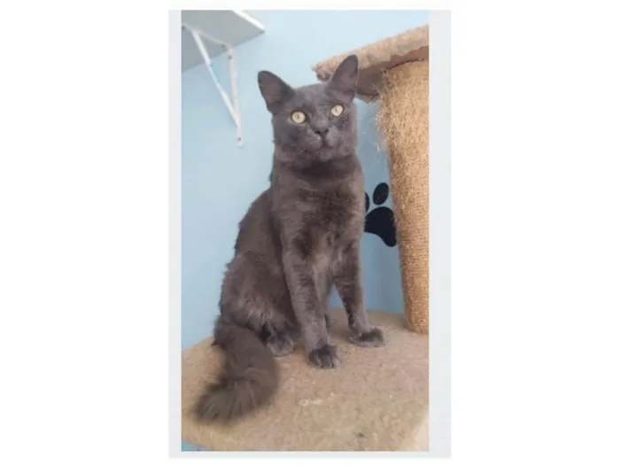 Gato ra a srd blue idade 1 ano nome TITO