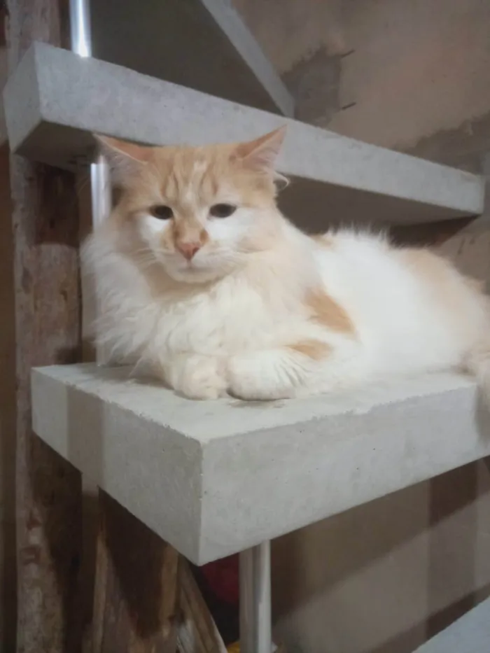 Gato raça Srd idade 4 anos nome Fenix