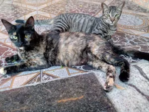 Gato raça SRD-ViraLata idade 7 a 11 meses nome DORAH E TIGRÃO