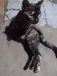 DORAH E TIGRÃO