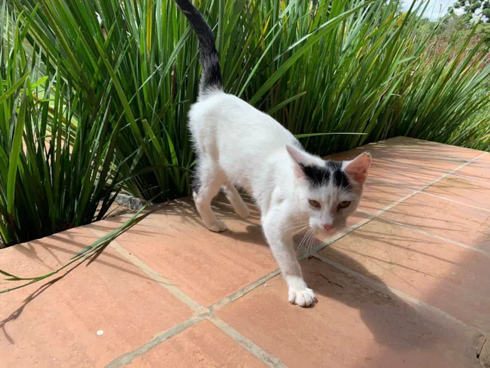 Gato ra a SRD-ViraLata idade 2 a 6 meses nome Cookie