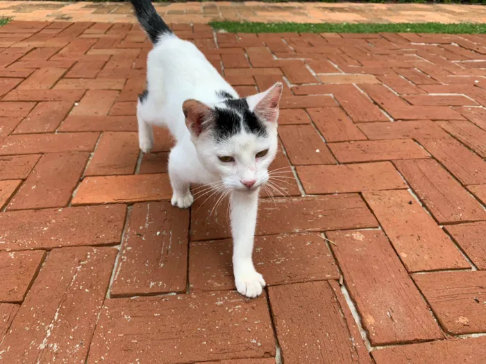 Gato ra a SRD-ViraLata idade 2 a 6 meses nome Cookie