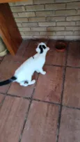Cookie
