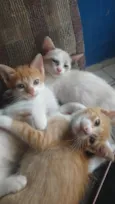 Gatinhos