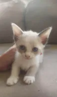 Gatinhos
