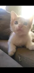 Gatinhos