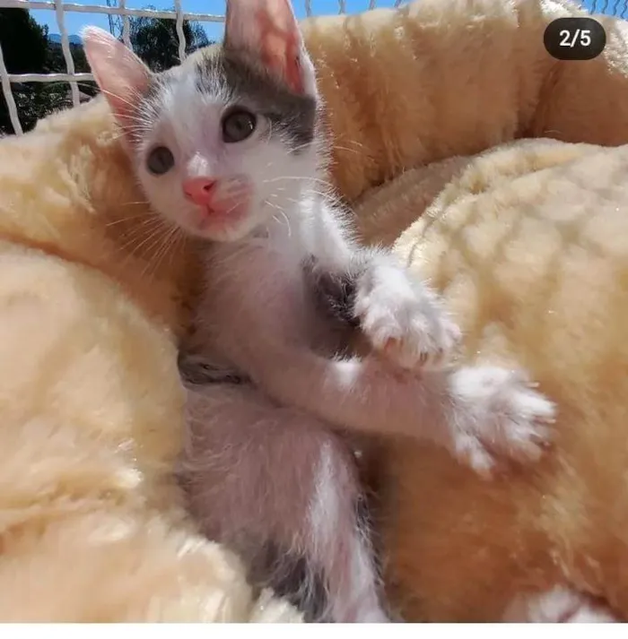 Gato raça Srd idade 2 a 6 meses nome Chorão 