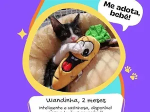 Gato raça Srd idade 2 a 6 meses nome Wandinha