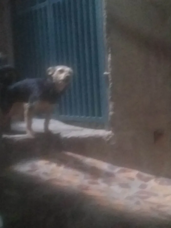 Cachorro ra a SRD-ViraLata idade Abaixo de 2 meses nome Sem nomes