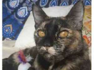 Gato raça srd escaminha  idade 1 ano nome LUÍSA