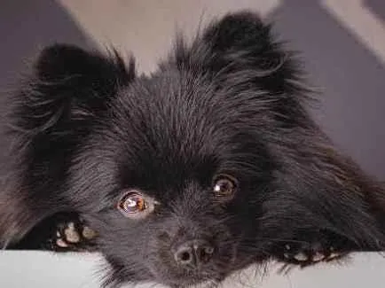 Cachorro ra a Lulu  da pomerania  spitz  alemão  idade 2 a 6 meses nome GRATIFICA - Zig