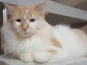Gato raça Srd idade 4 anos nome Fenix