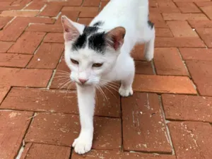 Gato raça SRD-ViraLata idade 2 a 6 meses nome Cookie
