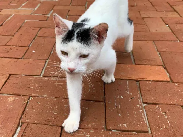 Gato ra a SRD-ViraLata idade 2 a 6 meses nome Cookie
