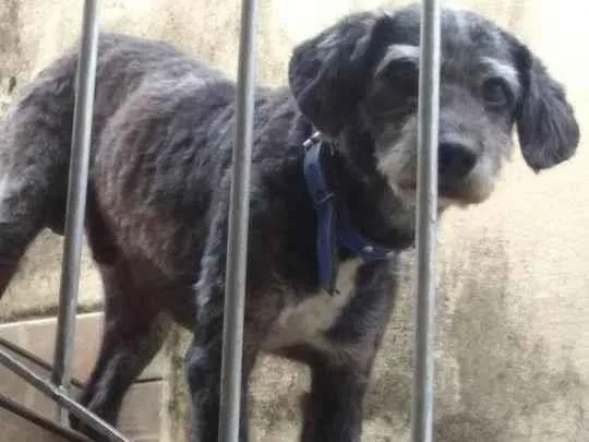 Cachorro ra a SRD-ViraLata idade 6 ou mais anos nome GRATIFICA - Neguinho