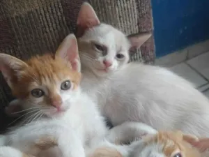 Gato raça  idade 2 a 6 meses nome Gatinhos