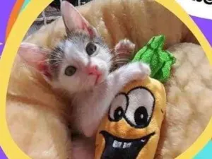 Gato raça Srd idade 2 a 6 meses nome Chorão 
