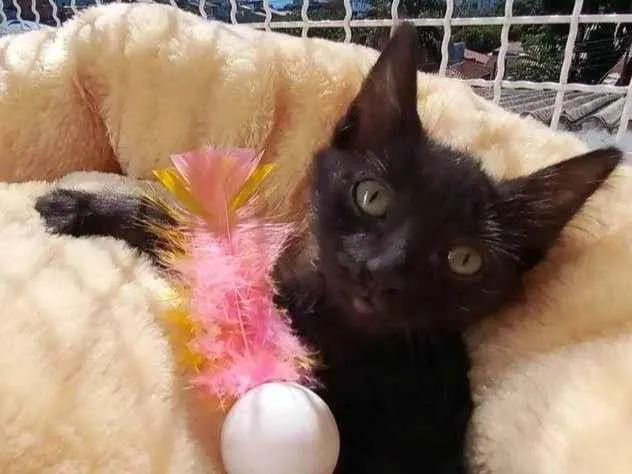 Gato raça Srd idade 2 a 6 meses nome Debby